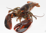 Homard.png