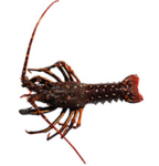 langousteverte.png