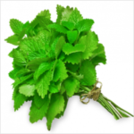 menthe-fraiche-botte.png